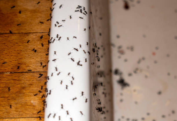 Best Local Pest Control Services  in Onancock, VA