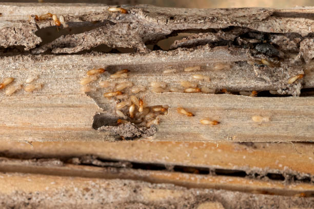 Best Wasp Removal Services  in Onancock, VA